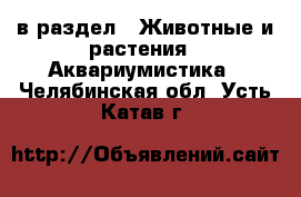  в раздел : Животные и растения » Аквариумистика . Челябинская обл.,Усть-Катав г.